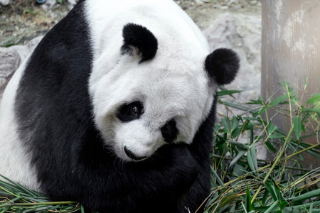 可爱的熊猫吃竹子