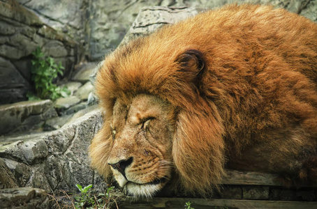 大狮子睡觉