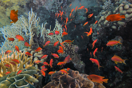 水下图像的珊瑚礁和热带鱼图片