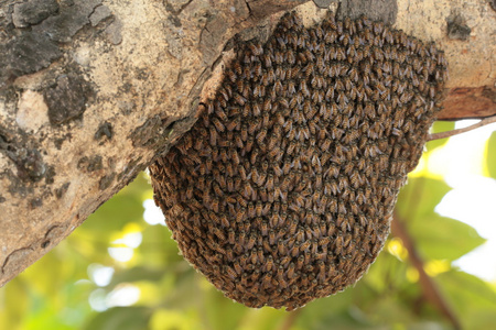 蜜蜂在蜂巢图片