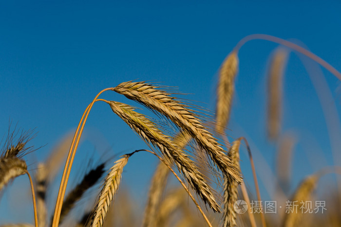 成熟的小麦的特写