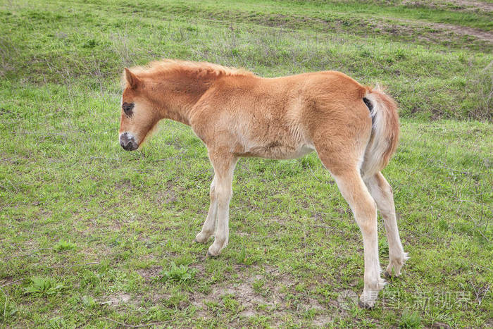 在草地上的小驹子