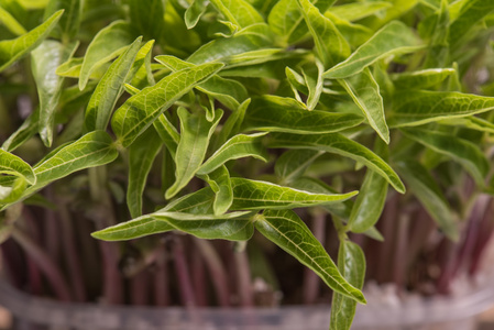 绿豆微古植物特写后萌发过程