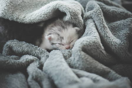 在羊毛毯子下睡觉的新生小猫
