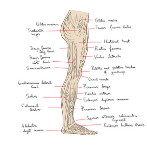 腿部肌肉侧文本
