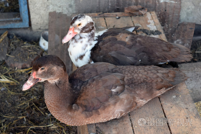 麝香鸭在一个家庭中的麝香鸭的维护