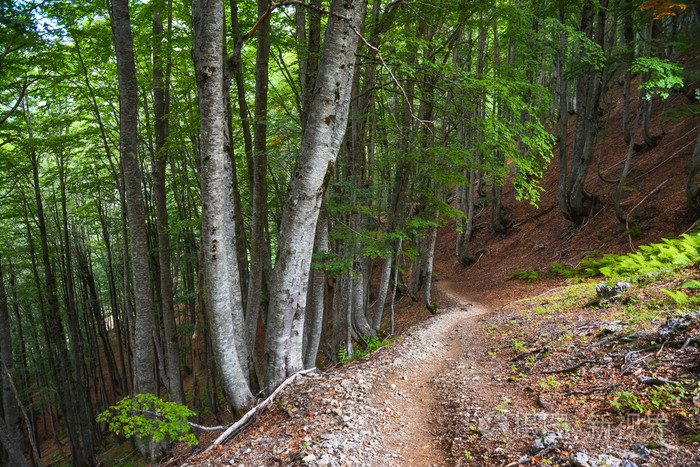在一座山坡上树林下路径