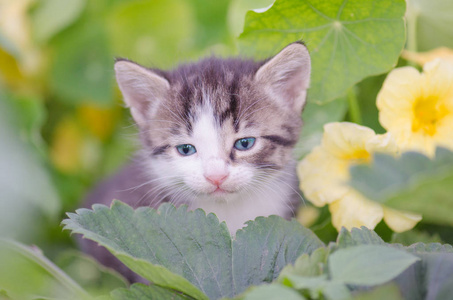 在花园里种花在背景上的小猫
