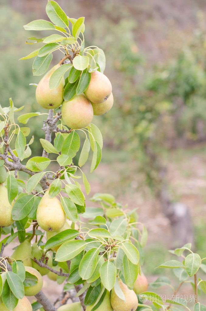 棵梨树.照片-正版商用图片0e6ofc-摄图新视界