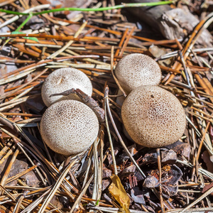 不可食用的蘑菇臭雨衣 Lycoperdon 芫荽。别尔茨克, 新西伯利亚州, 西伯利亚, 俄罗斯, 8月