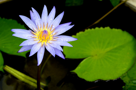 池塘上的蓝色莲花