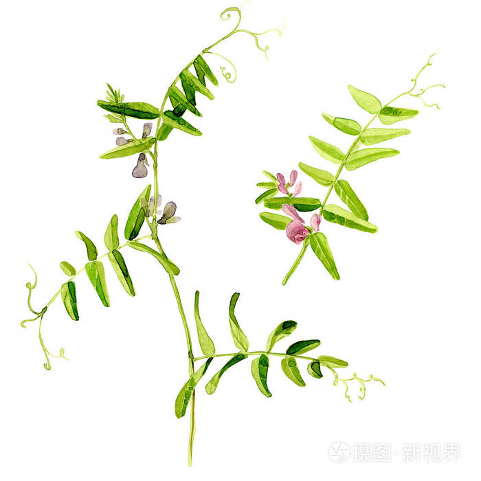 蚕豆根尖cracca水彩花白色背景上的孤立的图