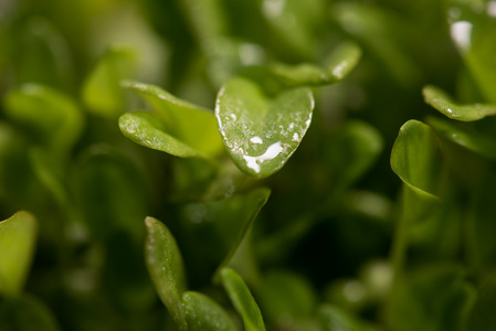 绿色豆瓣微古植物特写后萌发过程