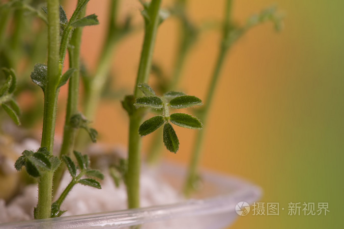 鹰嘴豆芽苗图片