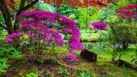 传统的日本花园