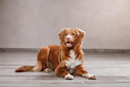 狗新斯科舍省鸭寻回犬，肖像工作室颜色背景上的狗