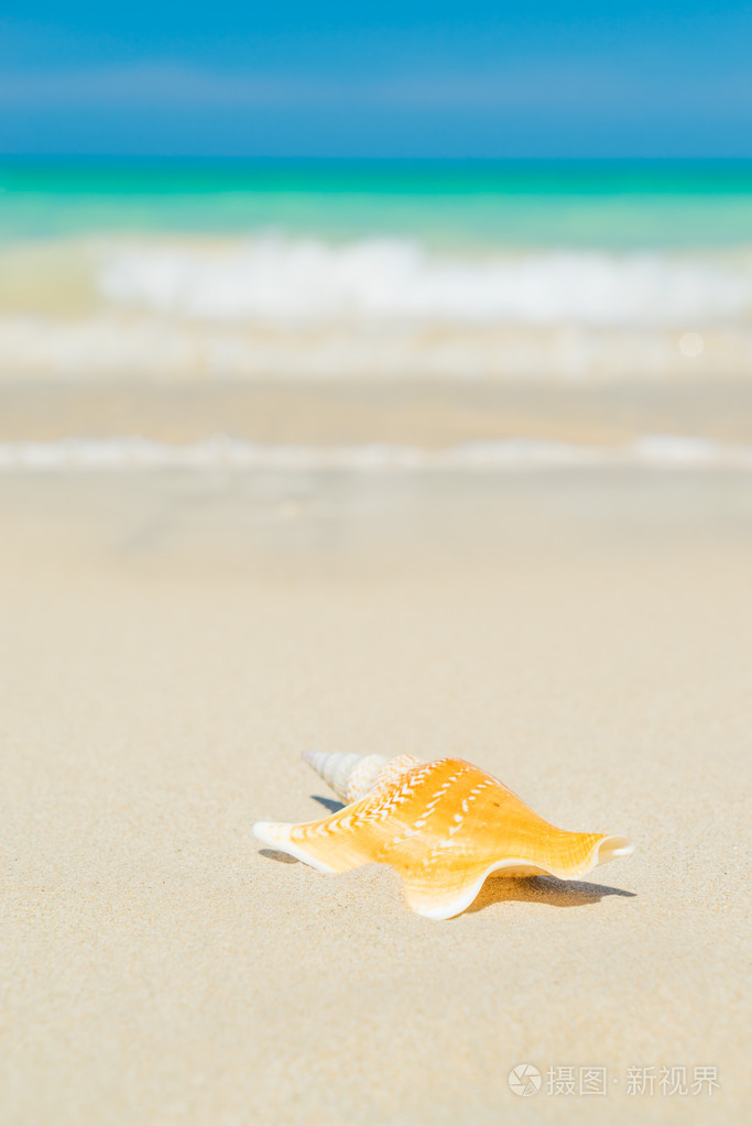 在海滩上的贝壳