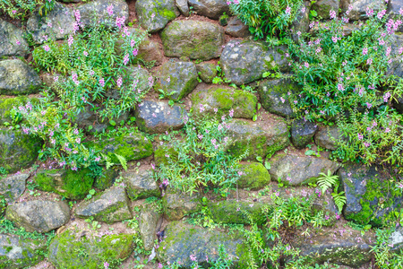 石头墙与鲜花