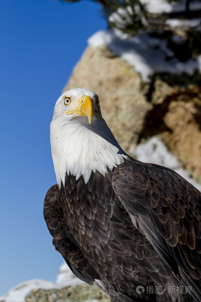 白头鹰在阳光明媚的冬日