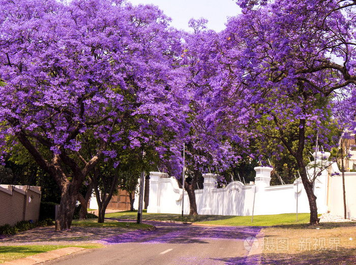 美丽的紫色充满活力楹盛开的街在南非的春天比勒陀利亚