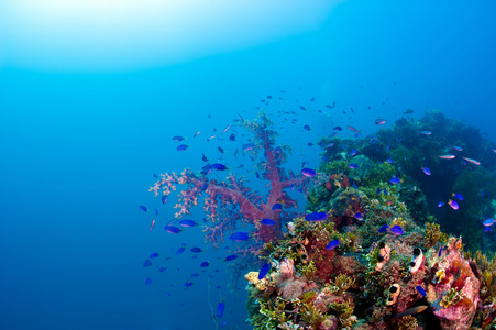 深深的太平洋珊瑚礁