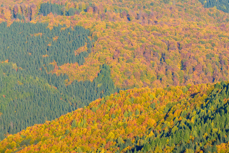 山与彩林秋的背景。横向 pano