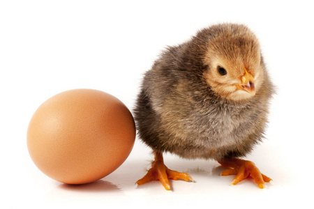 可爱的小鸡孤立在白色背景上的蛋