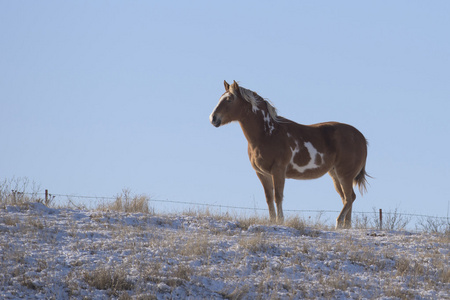 在寒冷的风吹牧场地南达科塔州牧场上的一匹马