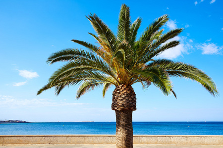 Marineta Casiana 海滩丹尼亚棕榈树