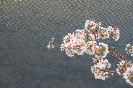 樱花和表面的大冈河，横滨，日本