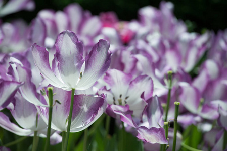 紫郁金香花