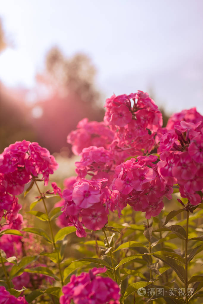 粉红色花园鲜花与阳光关闭