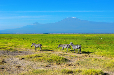 美丽的乞力马扎罗山和斑马，肯尼亚，安博塞利国家公园，非洲