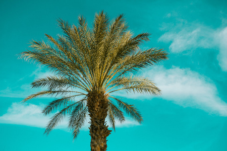 棕榈树在天空背景