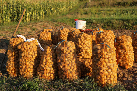 农场中的农业马铃薯收获