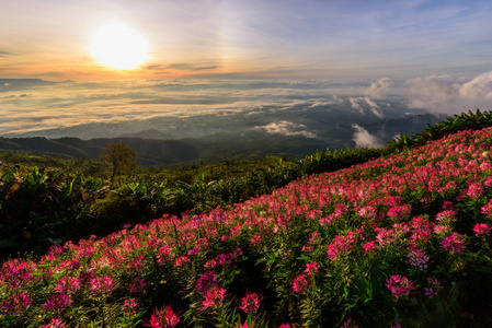 高山的雾海