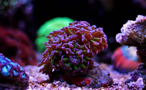 Euphyllia Lps 珊瑚