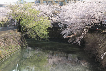 排沿大冈河，横滨，日本的樱花树