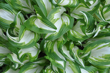 新鲜的春叶 hostas 花园里的植物