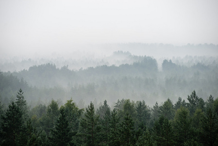 雾气弥漫的森林的全景视图