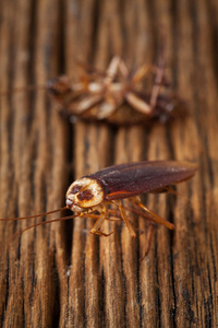 蟑螂是死在木桌上
