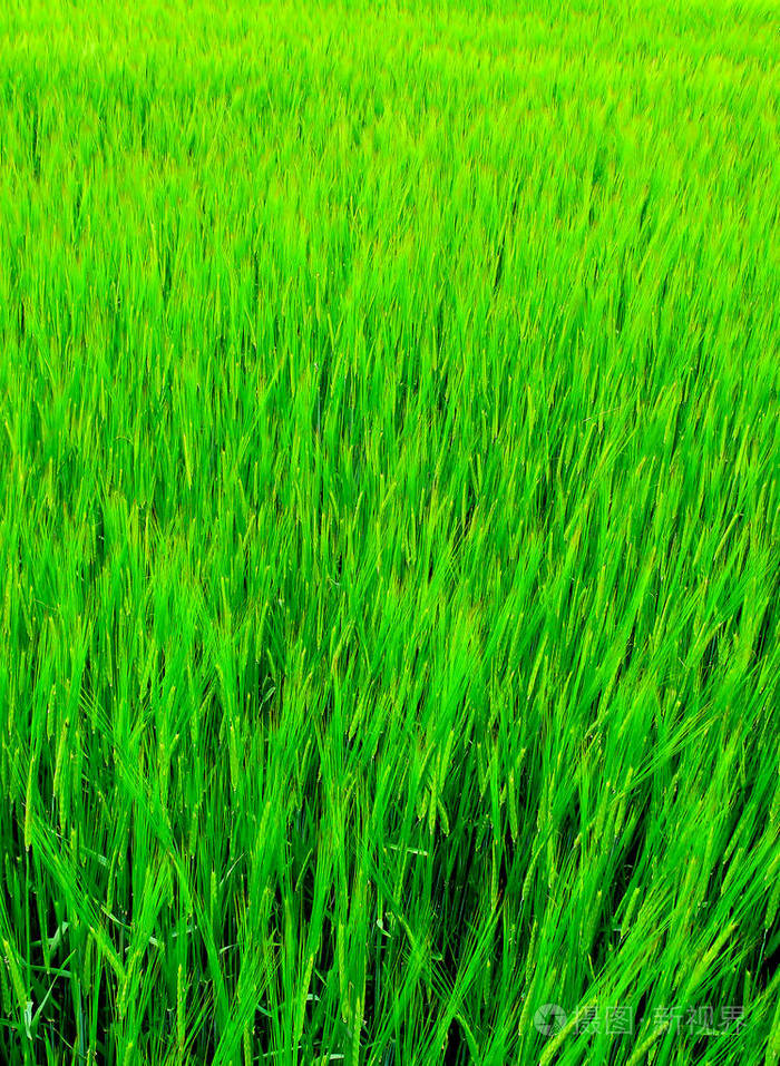 绿草背景图片手机壁纸图片