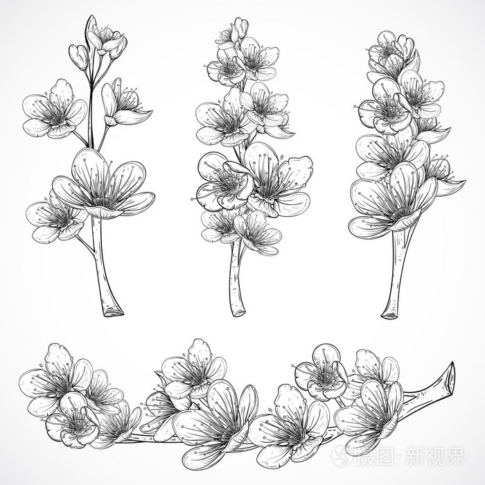 樱桃树开花老式黑白手绘矢量插画素描风格孤立的元素