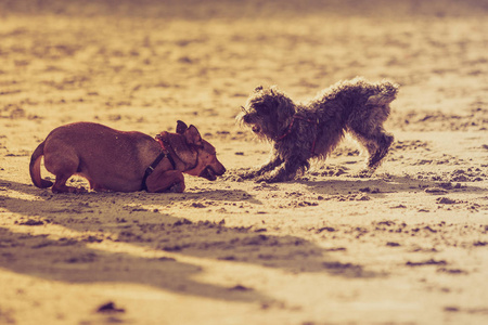 两犬一起在沙滩上玩