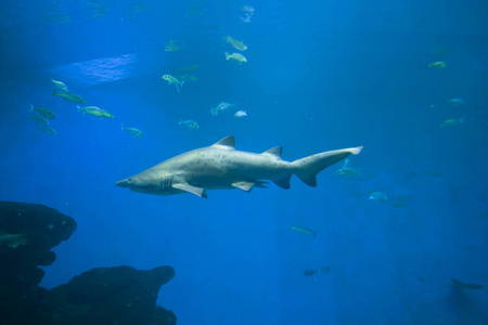 多彩的异国热带鱼类和鲨鱼水下水族馆