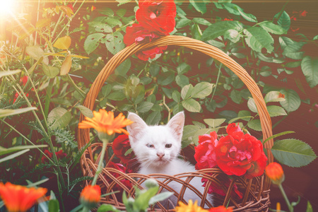 在篮子里玫瑰复古白色小猫
