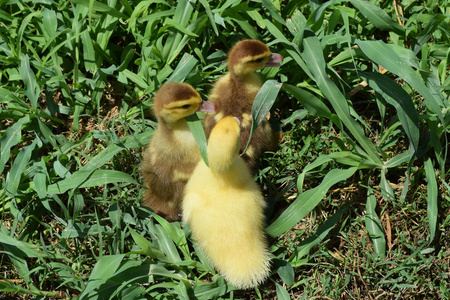 雏鸭的麝香鸭照片