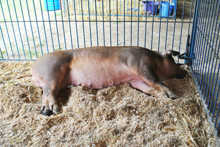猪妖娆侧躺图片