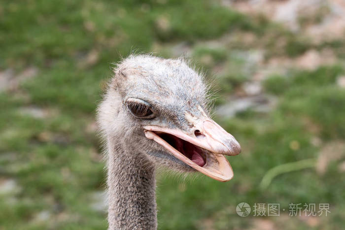 鸵鸟的鸟脸,大眼睛和绿色背景的特写