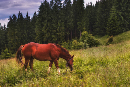 单独的马在山草甸在雨天与戏剧性的云。乡村景观